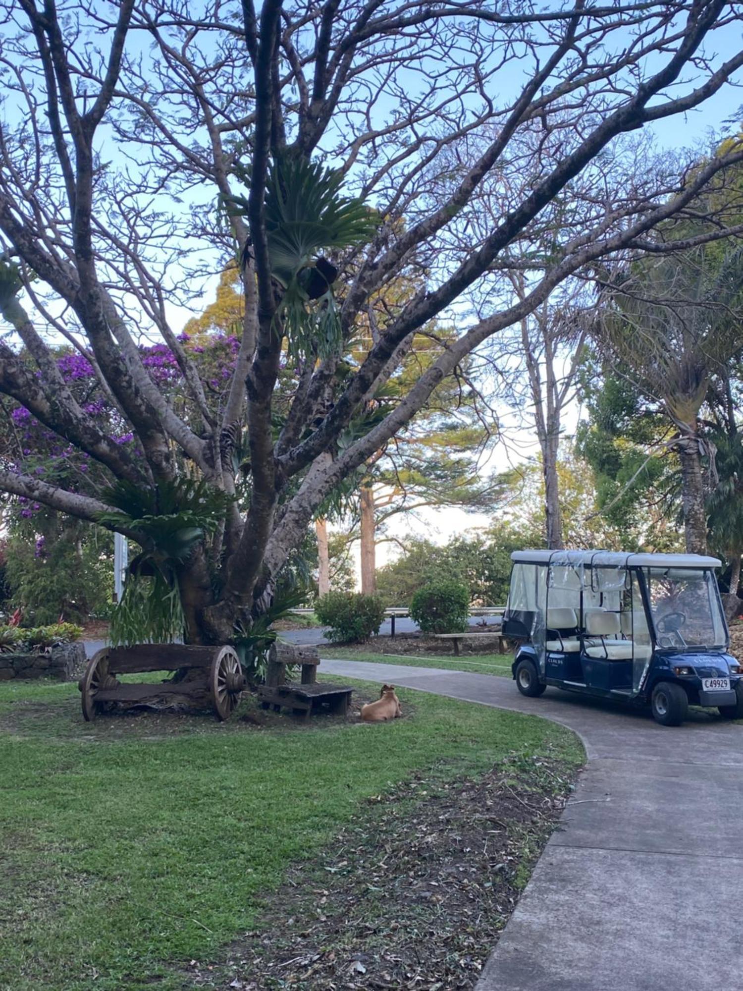 Koala Cabins Sunshine Coast Mapleton Kültér fotó